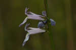 Florida lobelia